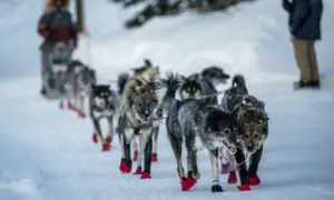 New Volunteer Program Launched for the 2026 Iditarod Race