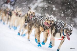 Iditarod Trail Committee Disqualifies Rookie Daniel Klein from Iditarod 2025